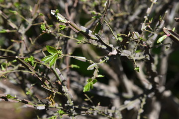 Winged spindle tree (Euonymus alatus)