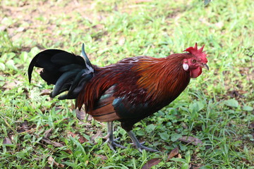 rooster on farm