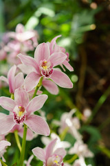 Obraz premium Pink orchid on green leaves sunny background