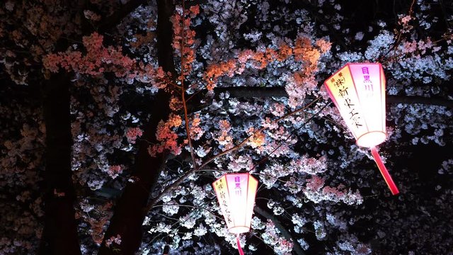 beautiful Sakura, Cherry Blossom flower with light and lantern at night in Meguro river, Tokyo, Japan