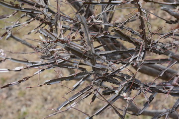 Winged spindle tree (Euonymus alatus)