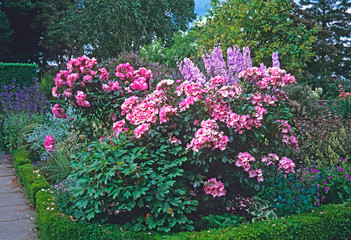 Obraz premium Pink roses in border edged with box hedges in a country garden