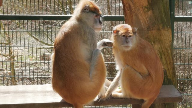 patas monkey, Erythrocebus patas, wadi monkey, hussar monkey grooming in zoo