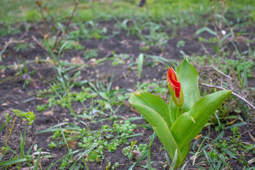 Pink hyacinth on a cloudy day close up and a red blossoming tulip