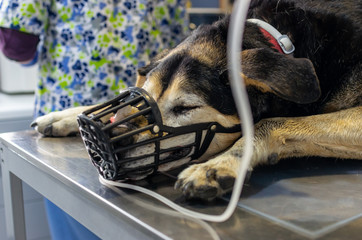 Sedated dog with a muzzle in the preoperative
