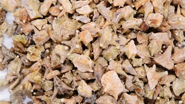 top view herb medicine JiLi or Tribuli Fructus or Puncturevine Caltrap Fruit rotate and pause