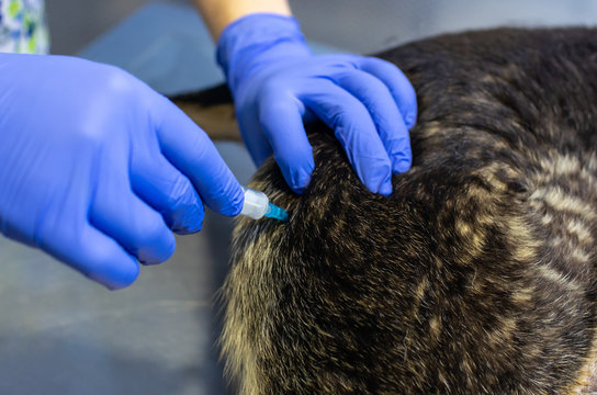 Anesthetic intramuscular lumbar injection in a dog