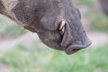 Portrait Warthog in Safari in African