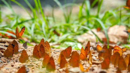 Beautiful on Butterfly with blur background and group of butterflies on surface ground. Insect world Bankrang camp, Phetchaburi province, Thailand National Park.
