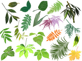 Fototapeta premium large collection of isolated color plant leaves