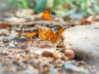 Beautiful on Butterfly with blur background and group of butterflies on surface ground. Insect world Bankrang camp, Phetchaburi province, Thailand National Park.