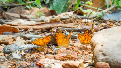 Beautiful on Butterfly with blur background and group of butterflies on surface ground. Insect world Bankrang camp, Phetchaburi province, Thailand National Park.