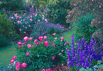 Pink roses and peonies making a colourful border in a country garden
