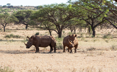 Naklejka premium White Rhino Pair