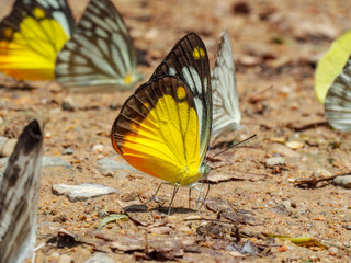 Beautiful on Butterfly with blur background and group of butterflies on surface ground. Insect world Bankrang camp, Phetchaburi province, Thailand National Park.