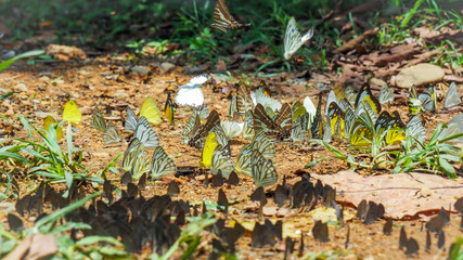 Beautiful on Butterfly with blur background and group of butterflies on surface ground. Insect world Bankrang camp, Phetchaburi province, Thailand National Park.