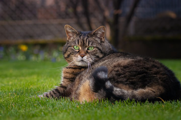 Plump tabby cat lying in the grass