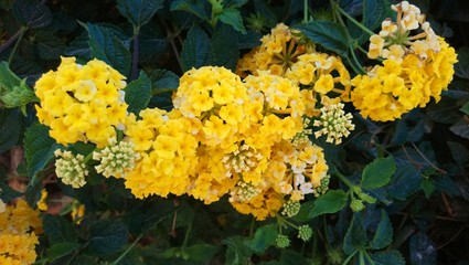 Spring Flowers Gardens