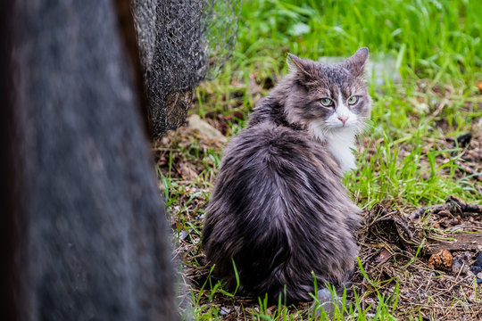 Chat Angora Gris Et Blanc Stock Photo Adobe Stock