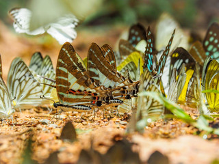 Beautiful on Butterfly with blur background and group of butterflies on surface ground. Insect world Bankrang camp, Phetchaburi province, Thailand National Park.