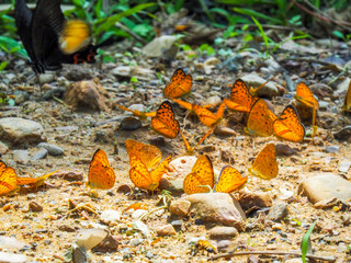 Beautiful on Butterfly with blur background and group of butterflies on surface ground. Insect world Bankrang camp, Phetchaburi province, Thailand National Park.