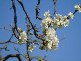 Liguria, Italy – 04/03/2019: Beautiful caption of the fruits tree and other different plants with first amazing white and yellow flowers in the village and an incredible blue sky in the background. 