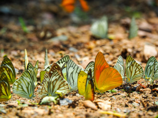 Beautiful on Butterfly with blur background and group of butterflies on surface ground. Insect world Bankrang camp, Phetchaburi province, Thailand National Park.