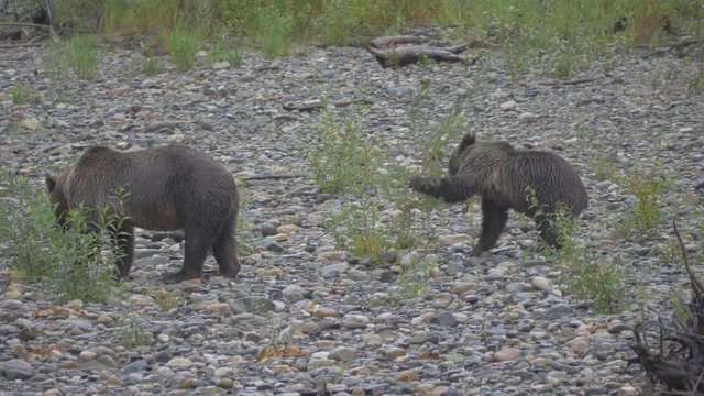 Close Up: Two Grizzly Bears Searching Rocky Shore in Bella Coola, British Columbia