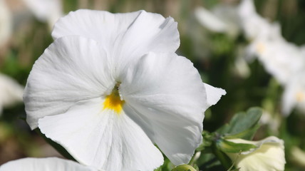 Pansy is a amazing flower and its colour combination is great. Viola tricolor var. hortensis. Viola Wittrockianna - Pansy.