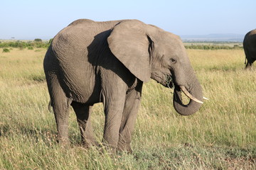 Fototapeta na wymiar Elephant Masai Mara Africa