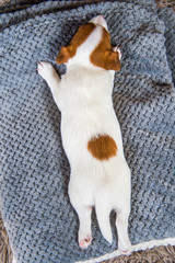 Puppy sleeping on the couch, dog's back top view.
