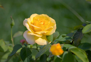 Yellow rose in the garden.