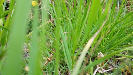 Spring Flowers Gardens