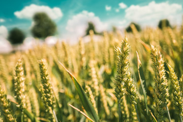 Green wheat growing in cultivated field