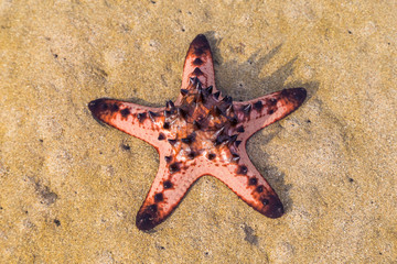 Big red starfish on the beash shore. Bali, Indonesia.