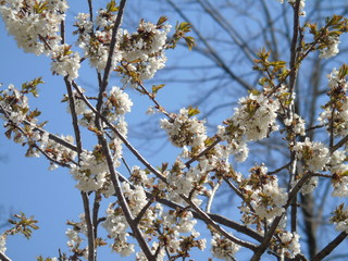 Liguria, Italy – 04/03/2019: Beautiful caption of the fruits tree and other different  plants with first amazing  white and yellow flowers in the village and an incredible blue sky in the background. 
