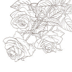 Hand-drawn sketch of a bouquet of roses. Flowers pattern ideas for painting. Vector illustration.