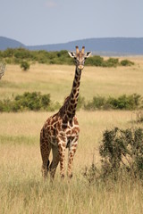 Giraffe Masai Mara Africa