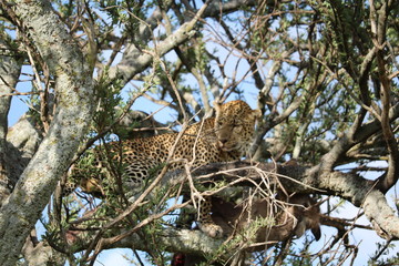 Leopard Masai Mara