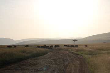 Obraz premium Landscape Masai Mara Africa