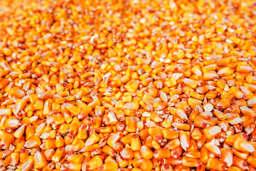 Heap of harvested corn kernels