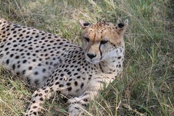 Cheetah Masai Mara Africa