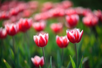 red tulips in the garden
