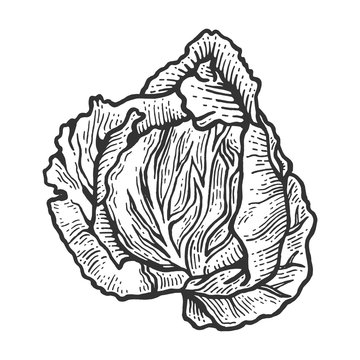 Cabbage vegetable plant on branch sketch engraving vector illustration. Scratch board style imitation. Hand drawn image.