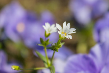 Greater stitchwort Stellaria holostea flowers in the meadow.
