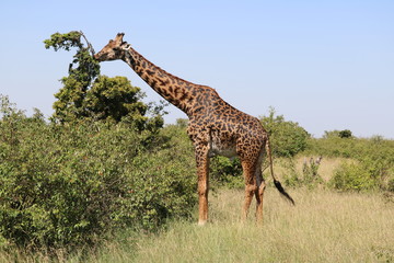 Giraffe Masai Mara Africa