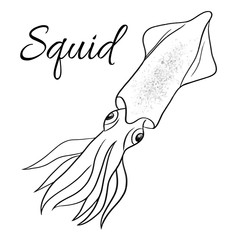squid line vector illustration