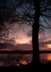 Naklejka premium Tree sunrise 