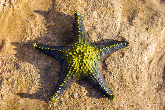 Big green starfish on the beash shore. Bali, Indonesia.