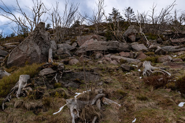 Landschaft rund um die Hornisgrinde im Schwarzwald